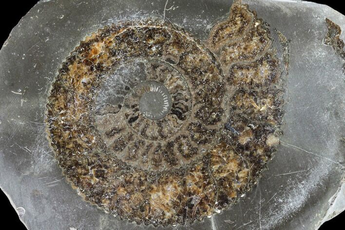 Polished Ammonite (Dactylioceras) Half - England #103778